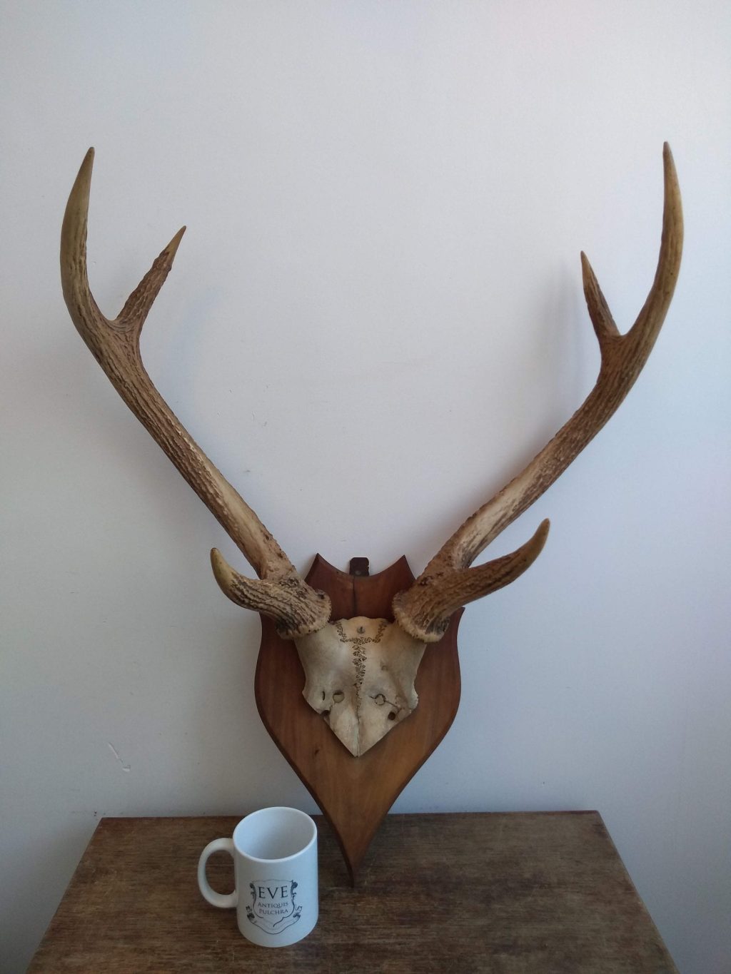 Vintage French Large Deer Stag Antler Horn Animal Display