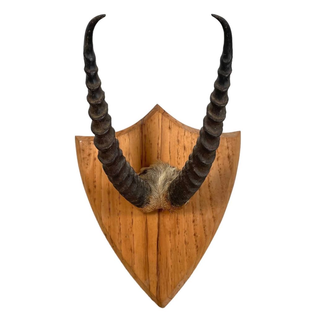 Vintage French African Antelope Horn Antlers Taxidermy Trophy Shield Wall Mounting Taxidermy Hunting circa 1950’s