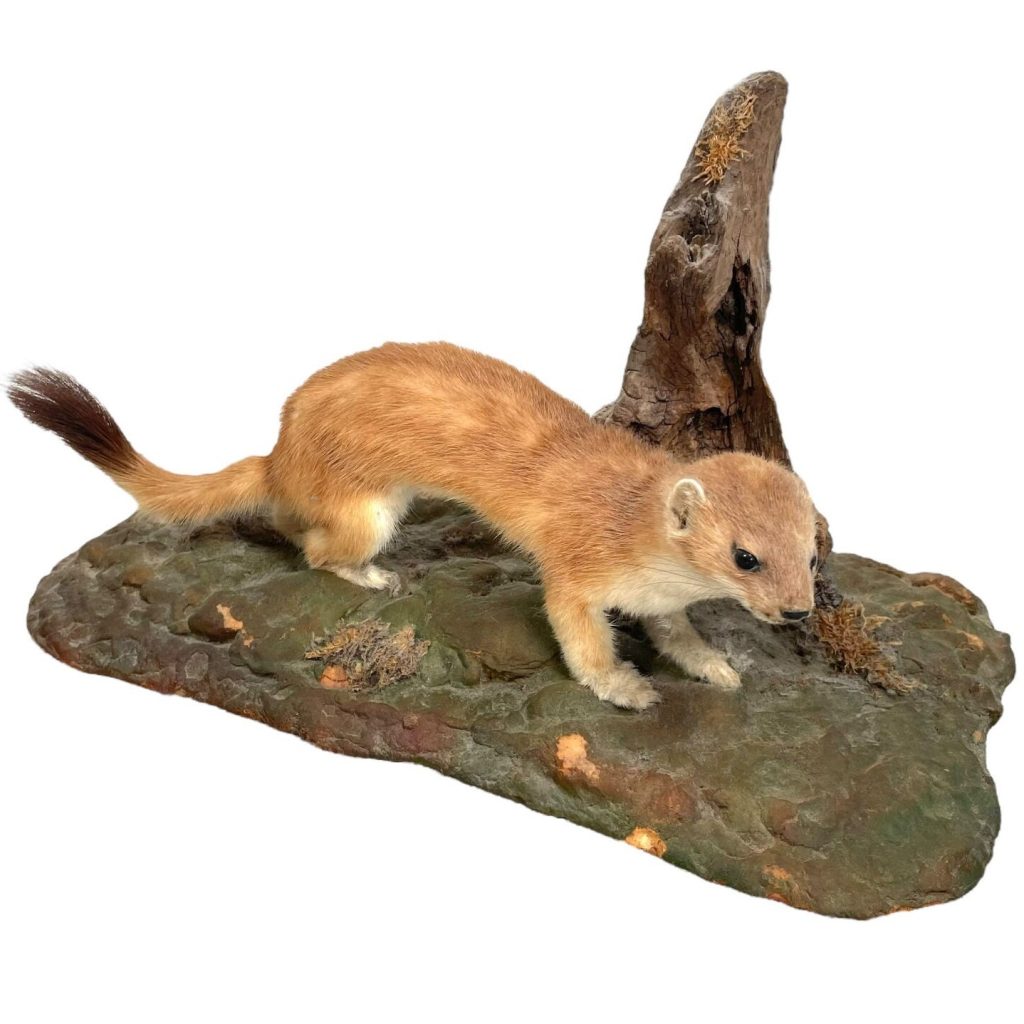 Vintage French Mounted Stoat Weasel Taxidermy figurine statue on wood branch root wall trophy circa 1980’s