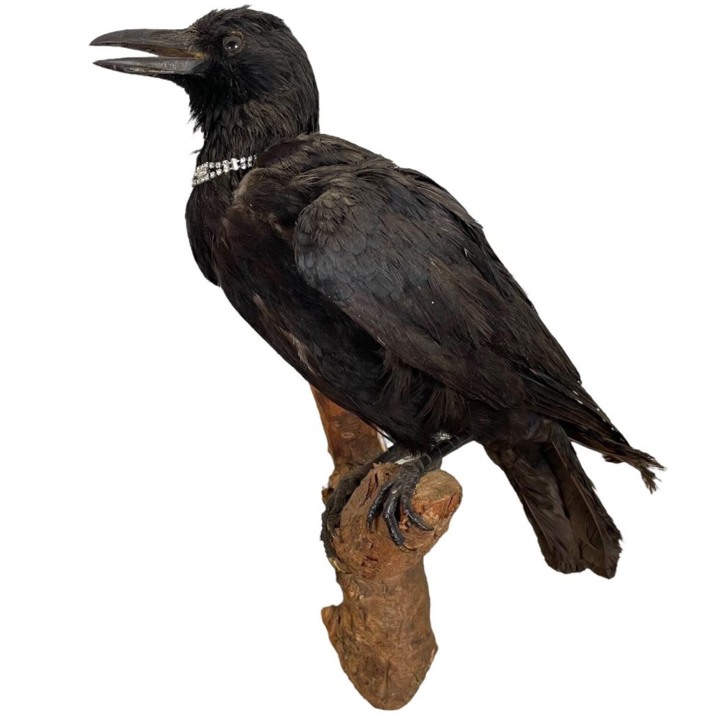 Vintage French Taxidermy Raven Crow Black Bird Animal Specimen wall hanging office display gift oddity c1960-70’s