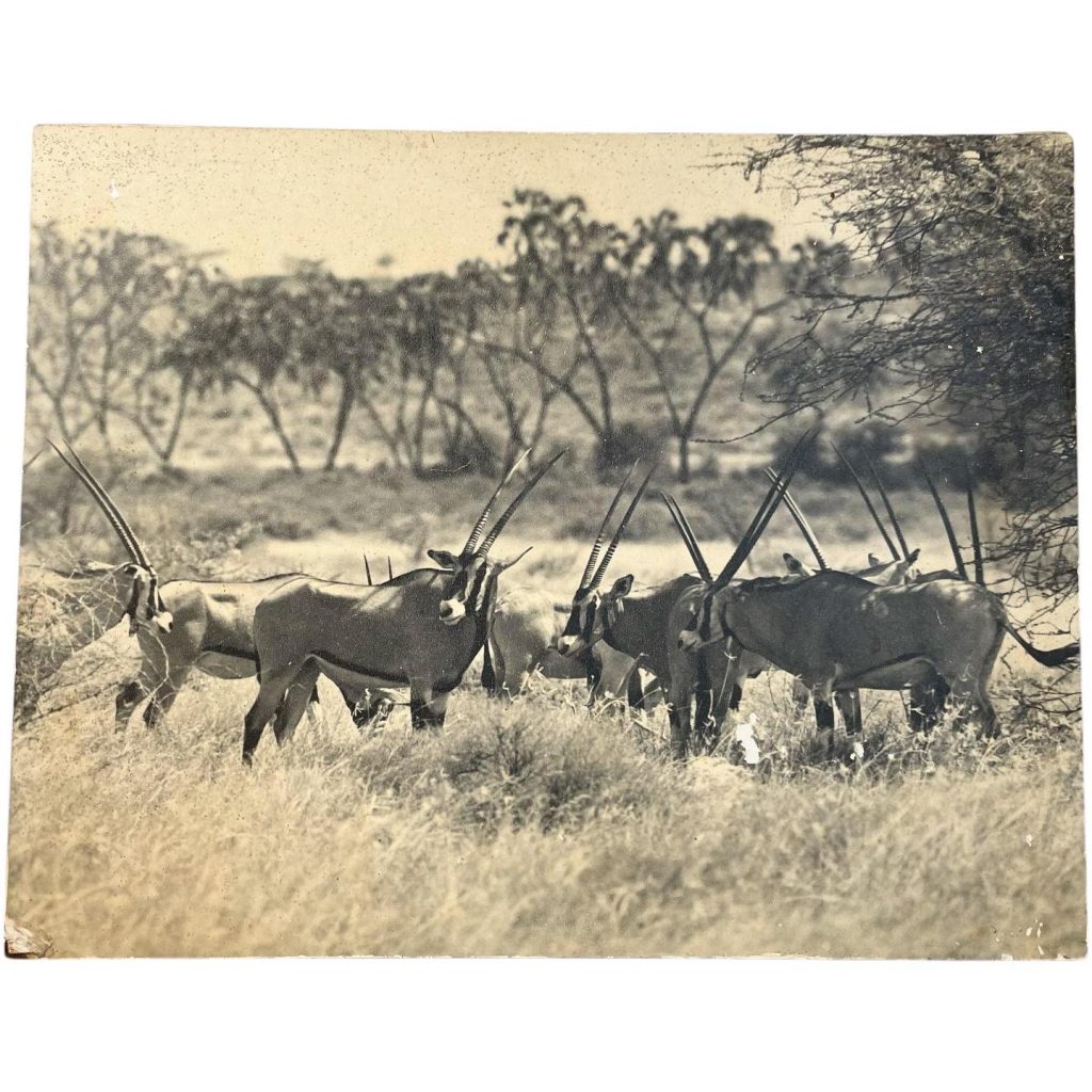 Vintage African Animal Safari Photographic Antelope Print Display Photo Prints On Wood Board c1960-70’s