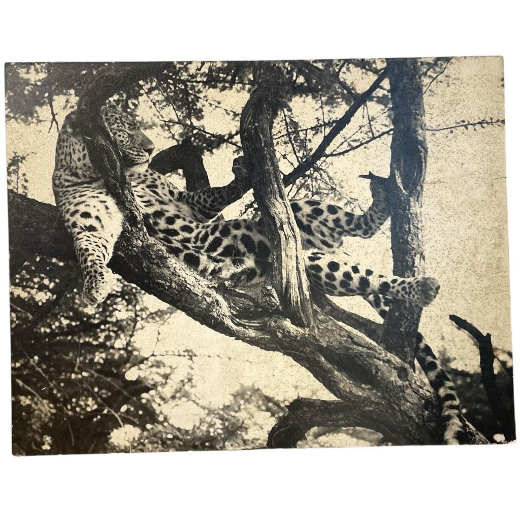 Vintage African Animal Safari Photographic Leopard Print Display Photo Prints On Wood Board c1960-70’s